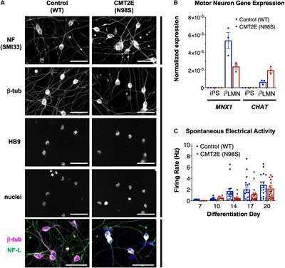 Allele-Specific Gene Editing Rescues Pathology in a Human Model of Charcot-Marie-Tooth Disease Type 2E